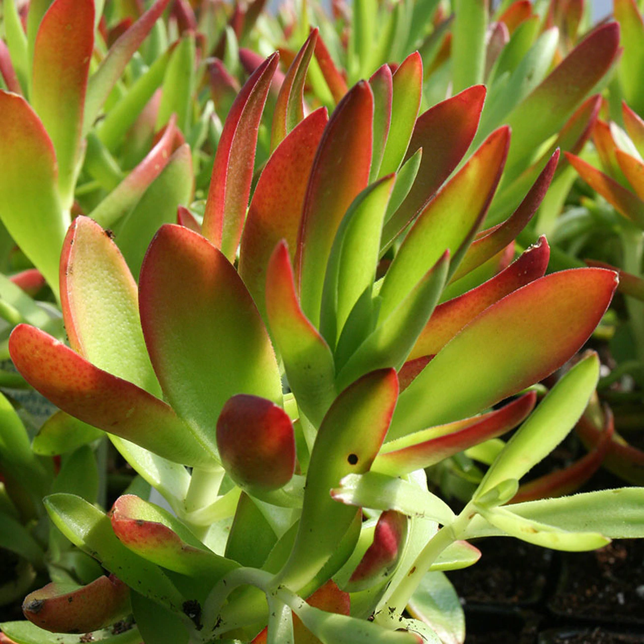 Conociendo la suculenta Crassula capitella 'Campfire'