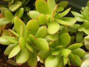Características y cultivo de excreta de Crassula