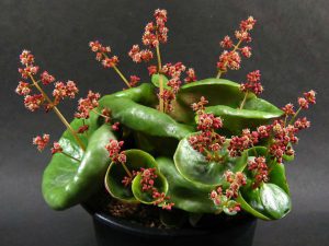 Características de la Copa de Vino de Planta Suculenta (Crassula umbella)