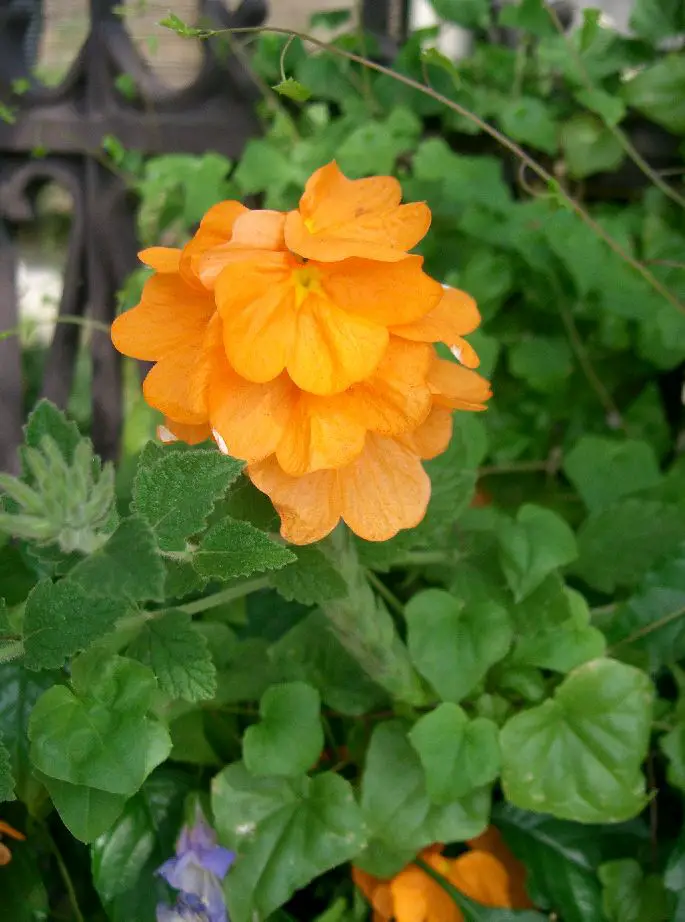 Crossandra_infundibuliformis Crossandra_infundibuliformis