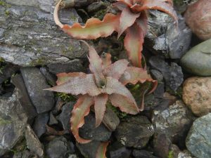 Características de la Bromelia cryptanthus (Cryptanthus acaulis)