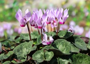 Características del ciclamen (Cyclamen persicum)