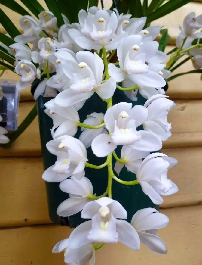Cymbidium pendiente blanco