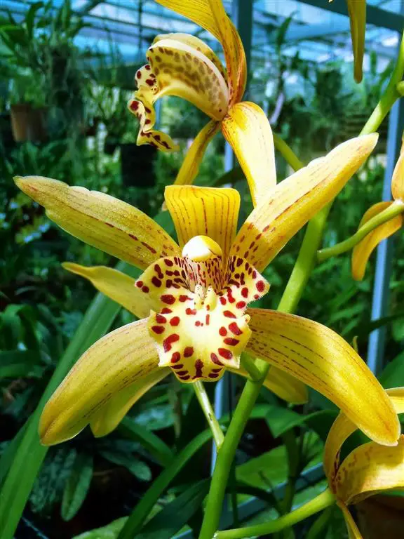 Híbrido de cymbidium