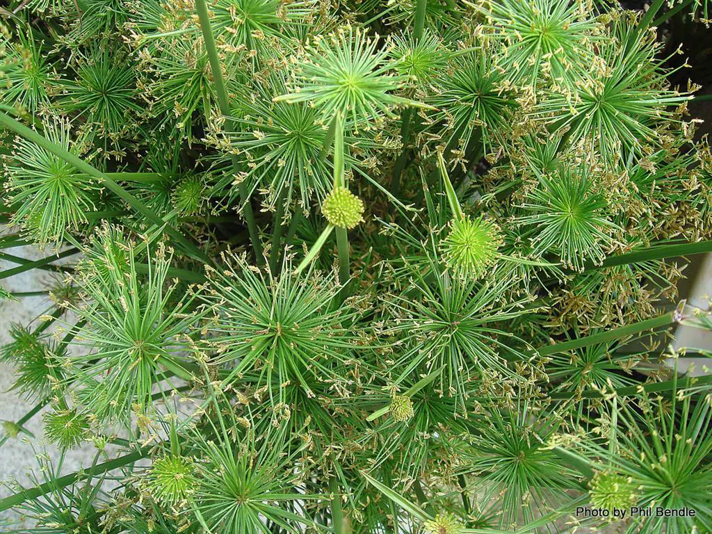 Cyperus Papyrus Nanus_1 Cyperus Papyrus Nanus_1