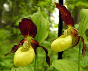 Características de la orquídea Cypripedium