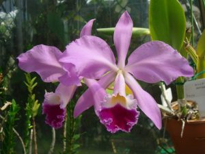 Características de la orquídea Cattleya warnerii - La gran matriarca