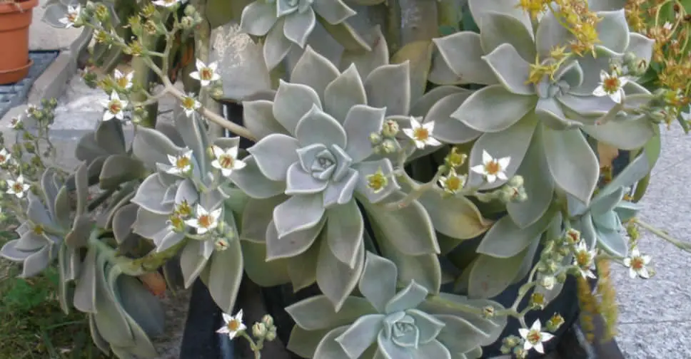 Graptopetalum paraguayo