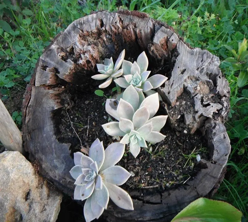 Graptopetalum paraguayo