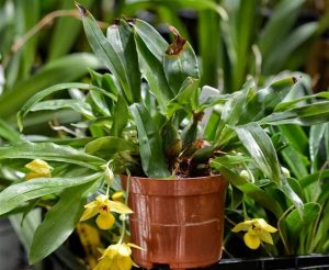 Características de la orquídea Promenaea xanthina
