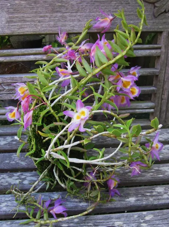 Loddigesii dendrobium -1