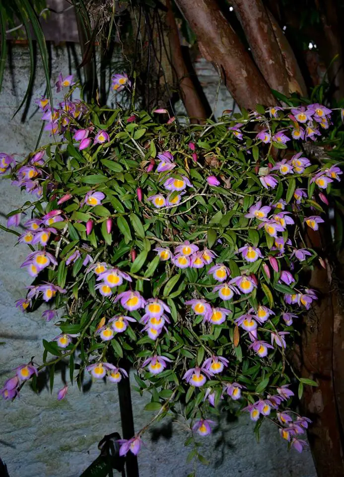 Dendrobium-de-Loddigesii