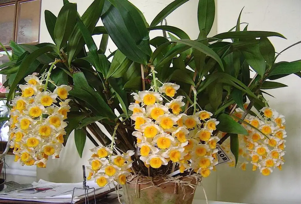Dendrobium - Orquídea