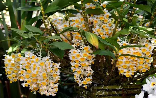 dendrobium thyrsiflorum