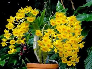 Aprenda a cuidar Dendrobium chrysotoxum