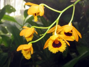 Consejos de fertilizantes para orquídeas