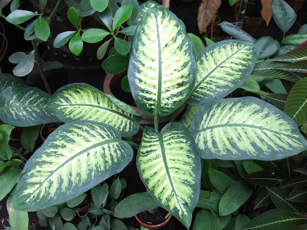 Dieffenbachia picta 