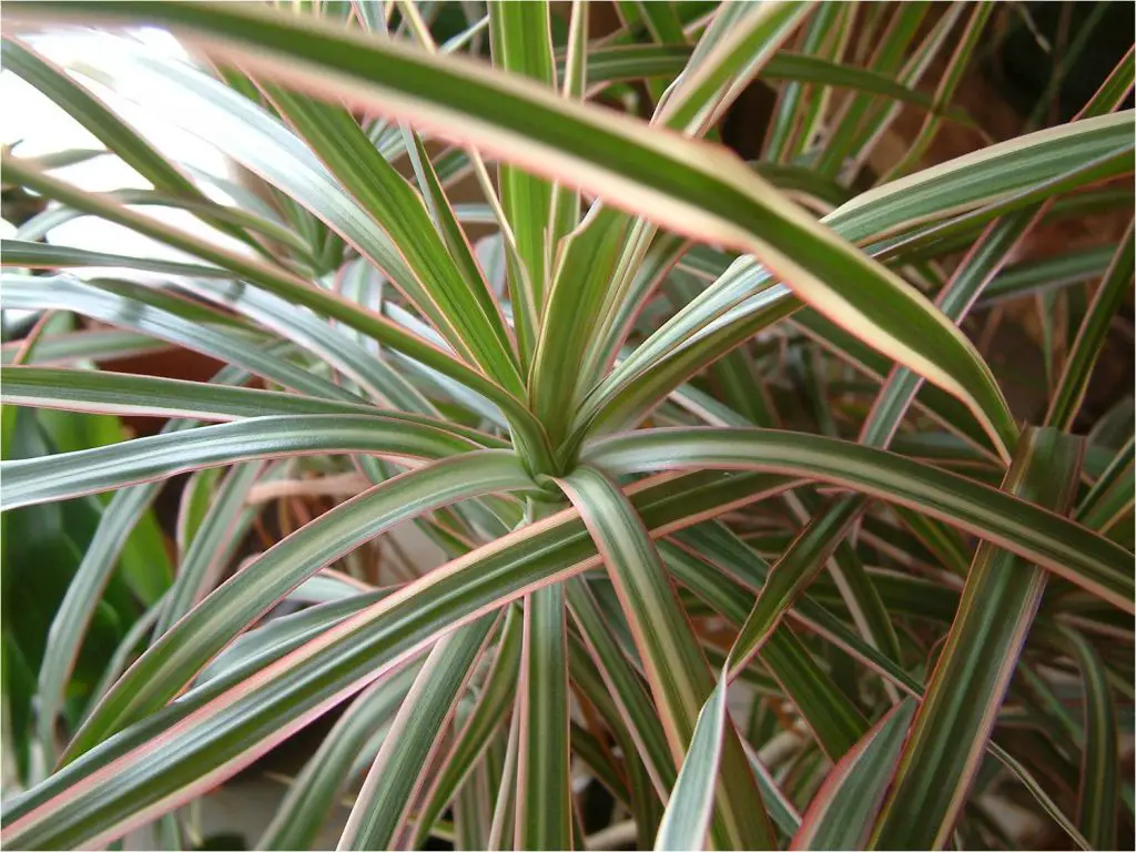 dracaena marginata dracaena marginata