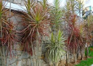 Características de la Dracena-de-Madagascar (Marginata Marginata)