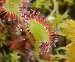 Características del rocío (Drosera rotundifolia)