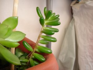 ¿Qué es la etiolación de las plantas?