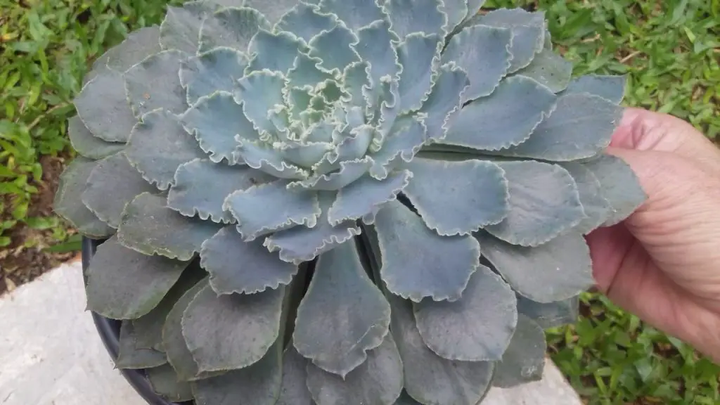 Echeveria de Shavian