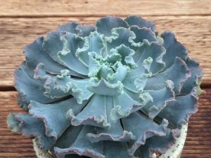 Características y cultivo de la rosa de piedra (Echeveria shaviana)