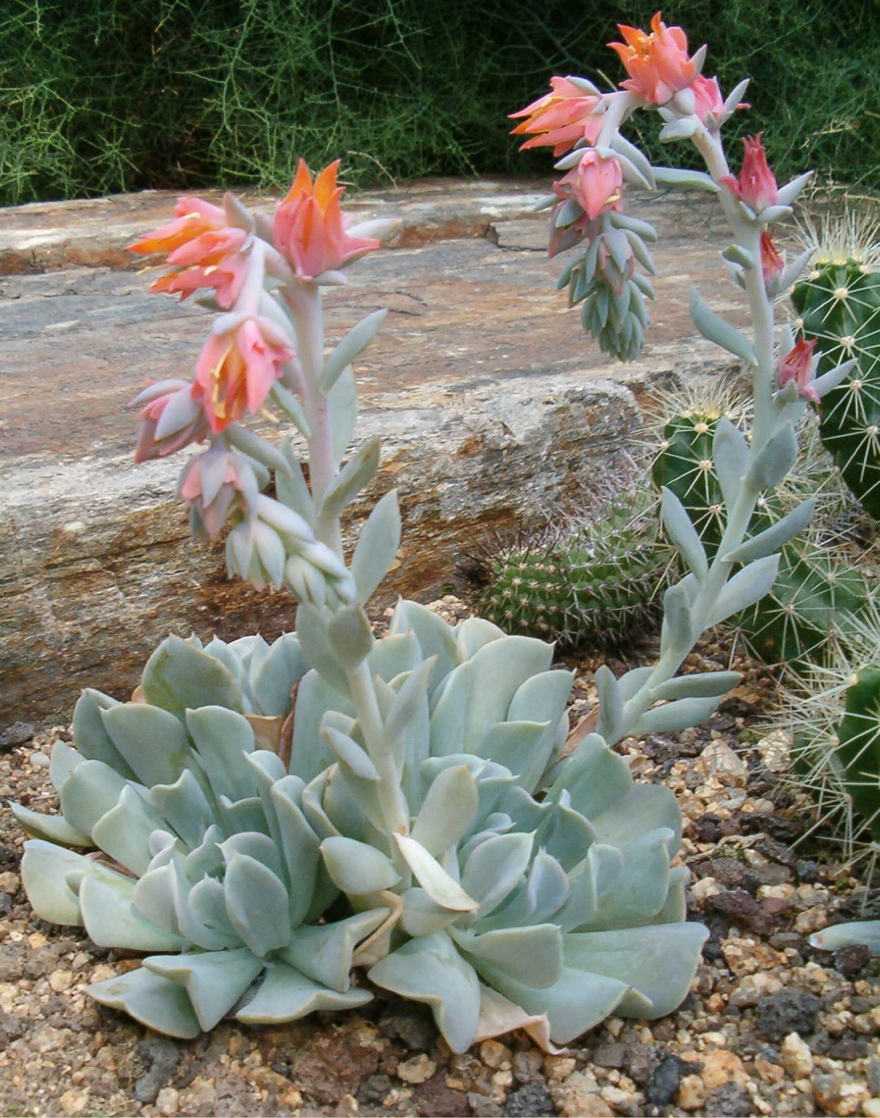Echeveria_runyonii