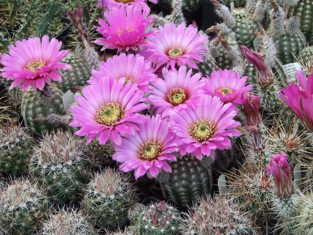 Echinocereus reichenbachii
