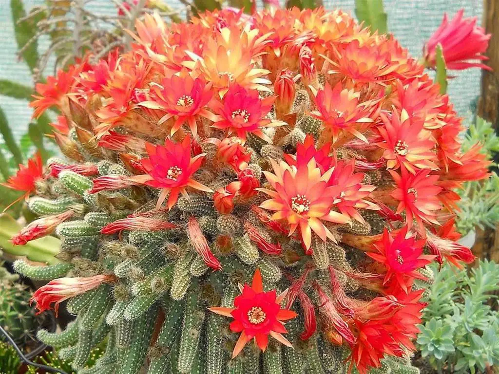 Echinopsis chamaecereus 