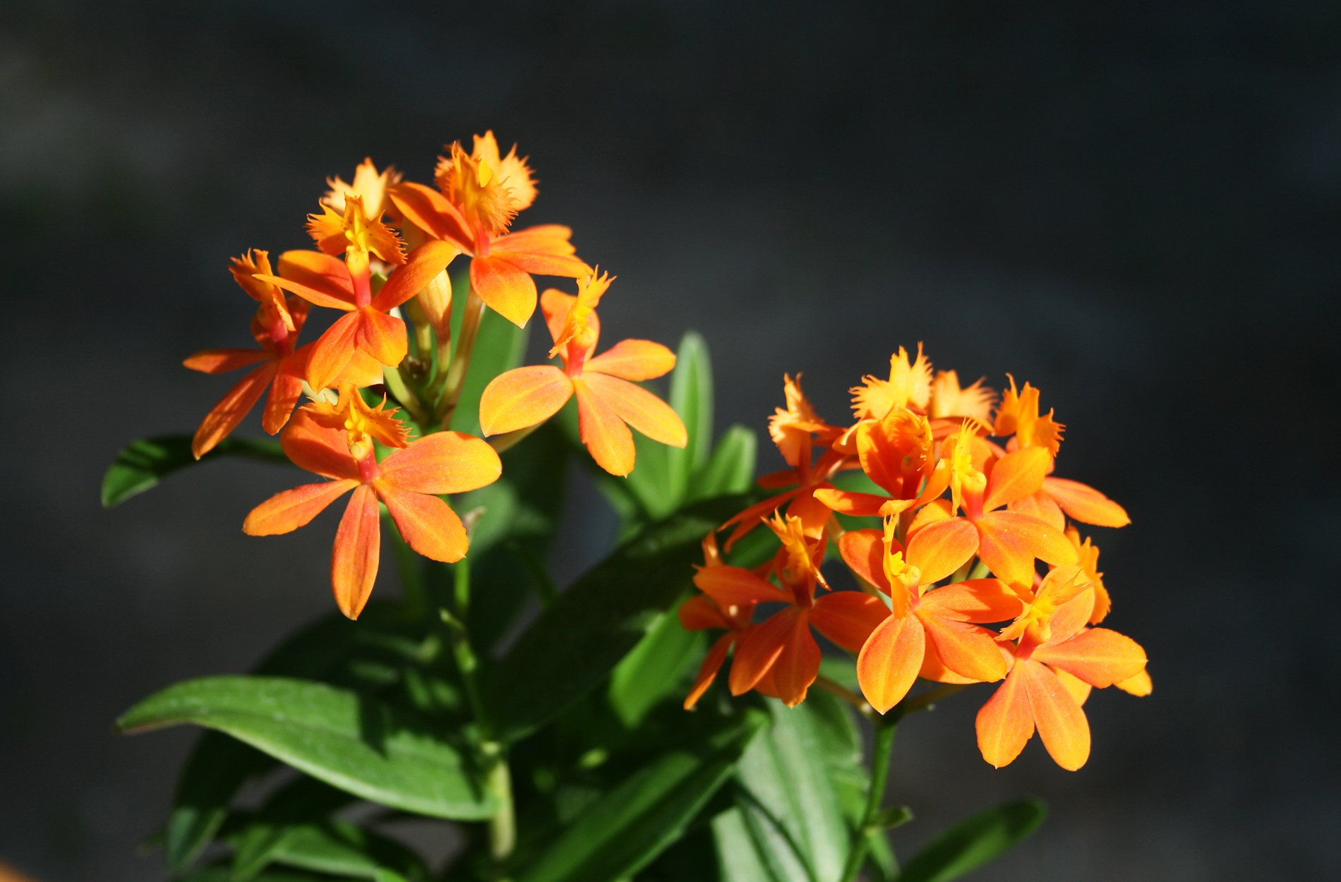 Epidendrum Ibaguense 'Orange Ballerina'