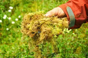 Características do Esfágno (Sphagnum)