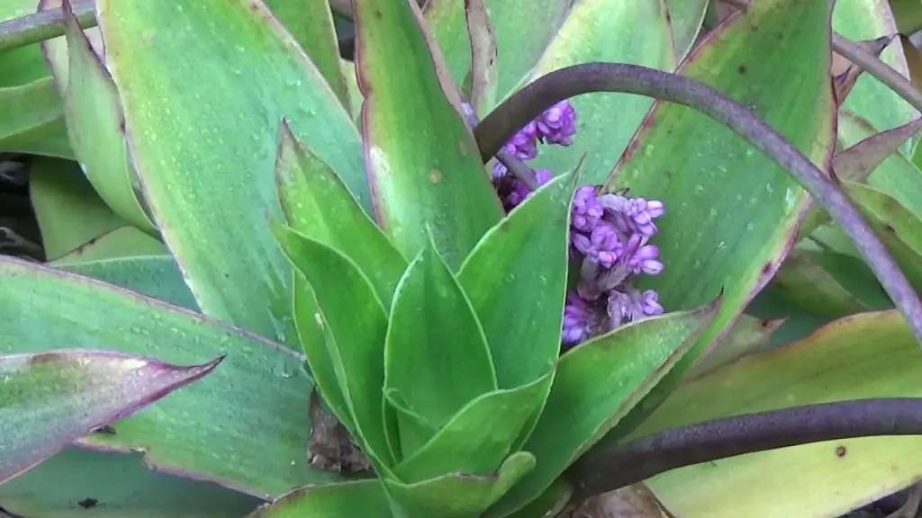 espironema espironema