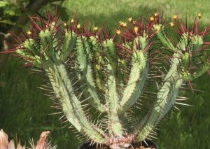 Características del acerico (Euphorbia enopla)