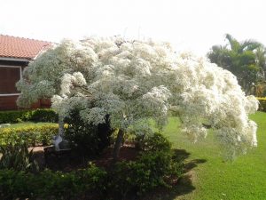 Características e cultivo da Cabeleira-de-velho (Euphorbia leucocephala)