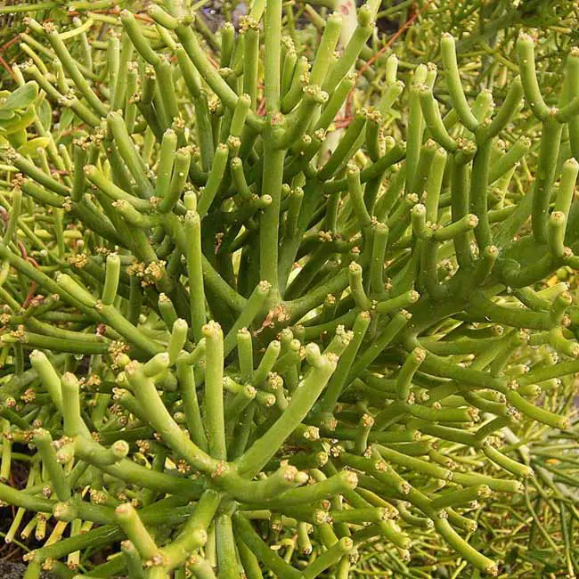 Euphorbia_tirucalli