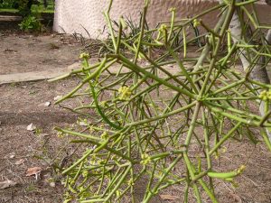 Características y cultivo de Avelós (Euphorbia tirucalli)