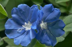 Las pequeñas flores azules del Evolvulus (Evolvulus Glomeratus)