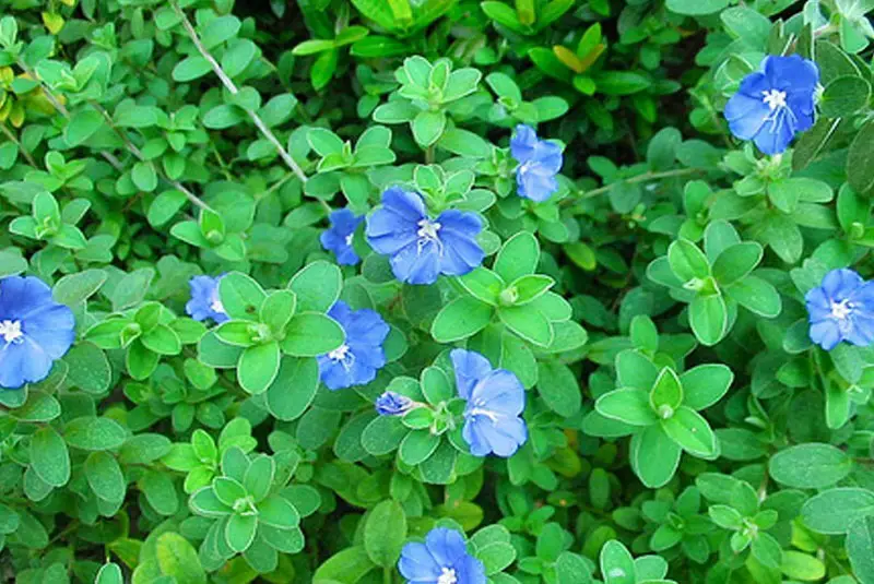 Evólvulo-glomerato2