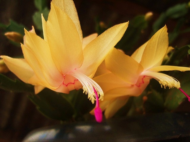 flor amarilla de mayo