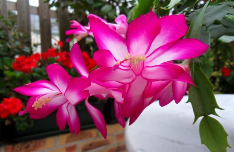 flor rosa de mayo