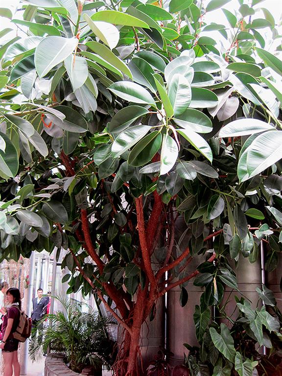 Ficus elástico 