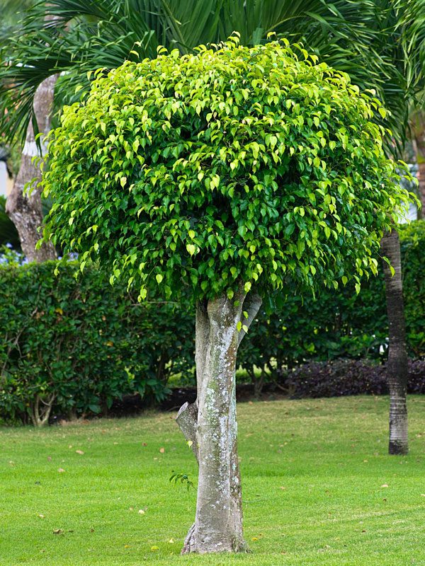 Ficus benjanina
