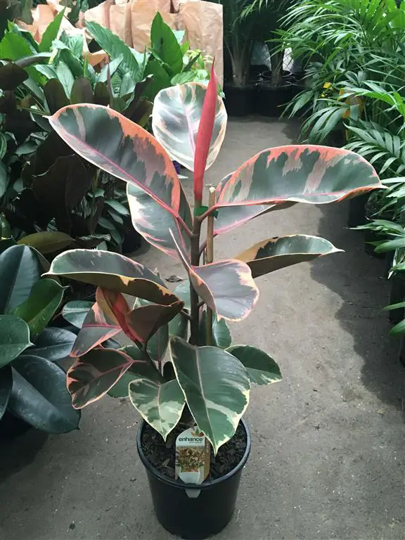 Ficus elástico 