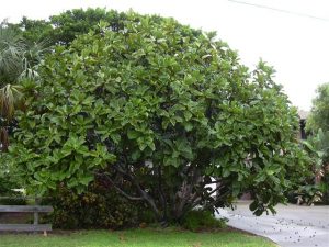 Características y cultivo de Ficus lyrata (Ficus lyrata)