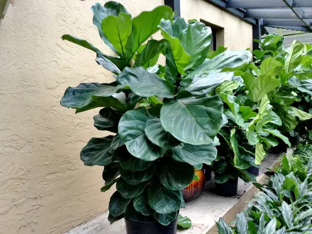 Ficus-lyrata2 Ficus-lyrata2