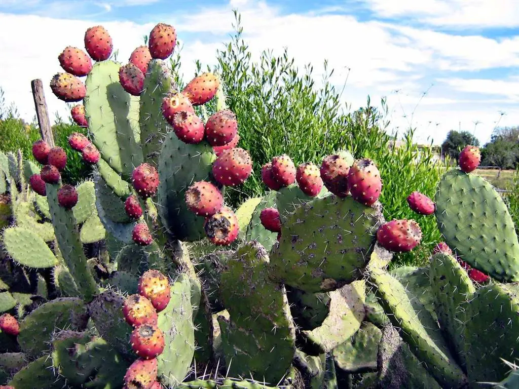 Higo indio (Opuntia ficus indica) 