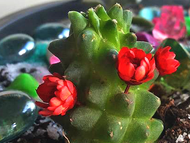 flor-cactus