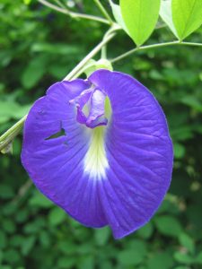 Características de la flor Frijol mariposa (Clitoria ternatea L.)