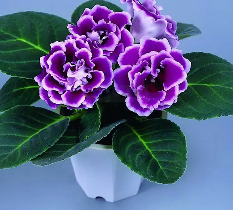 Flor de Gloxinia-17